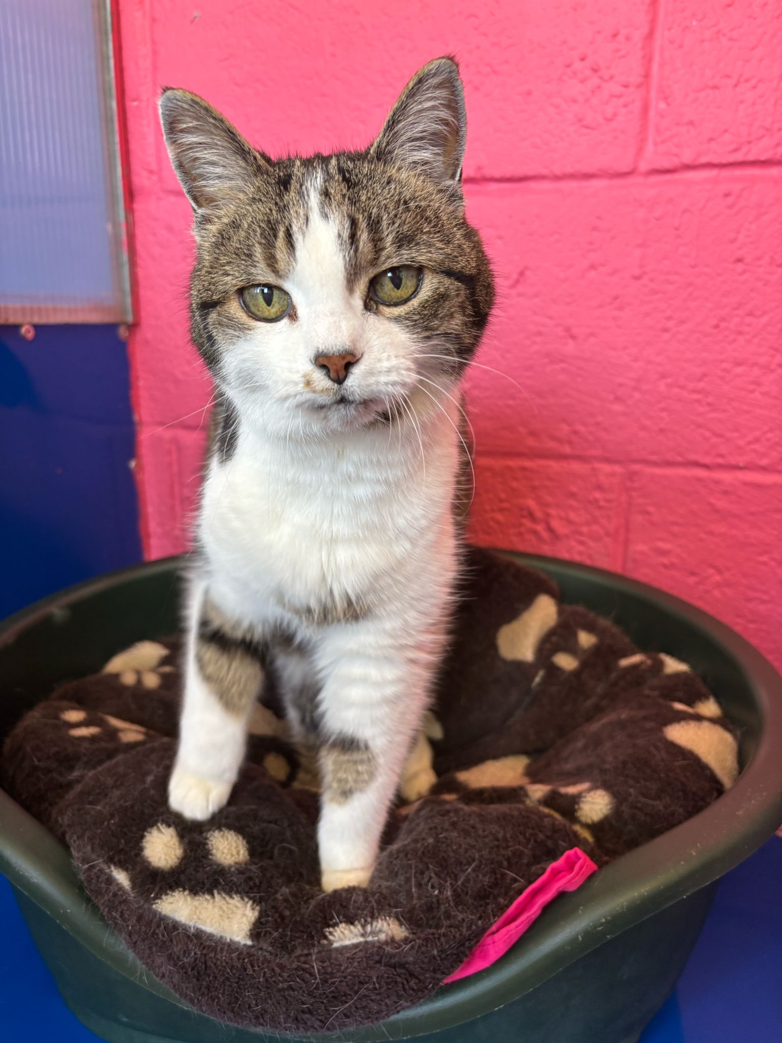 Pudding the cat sitting up in bed