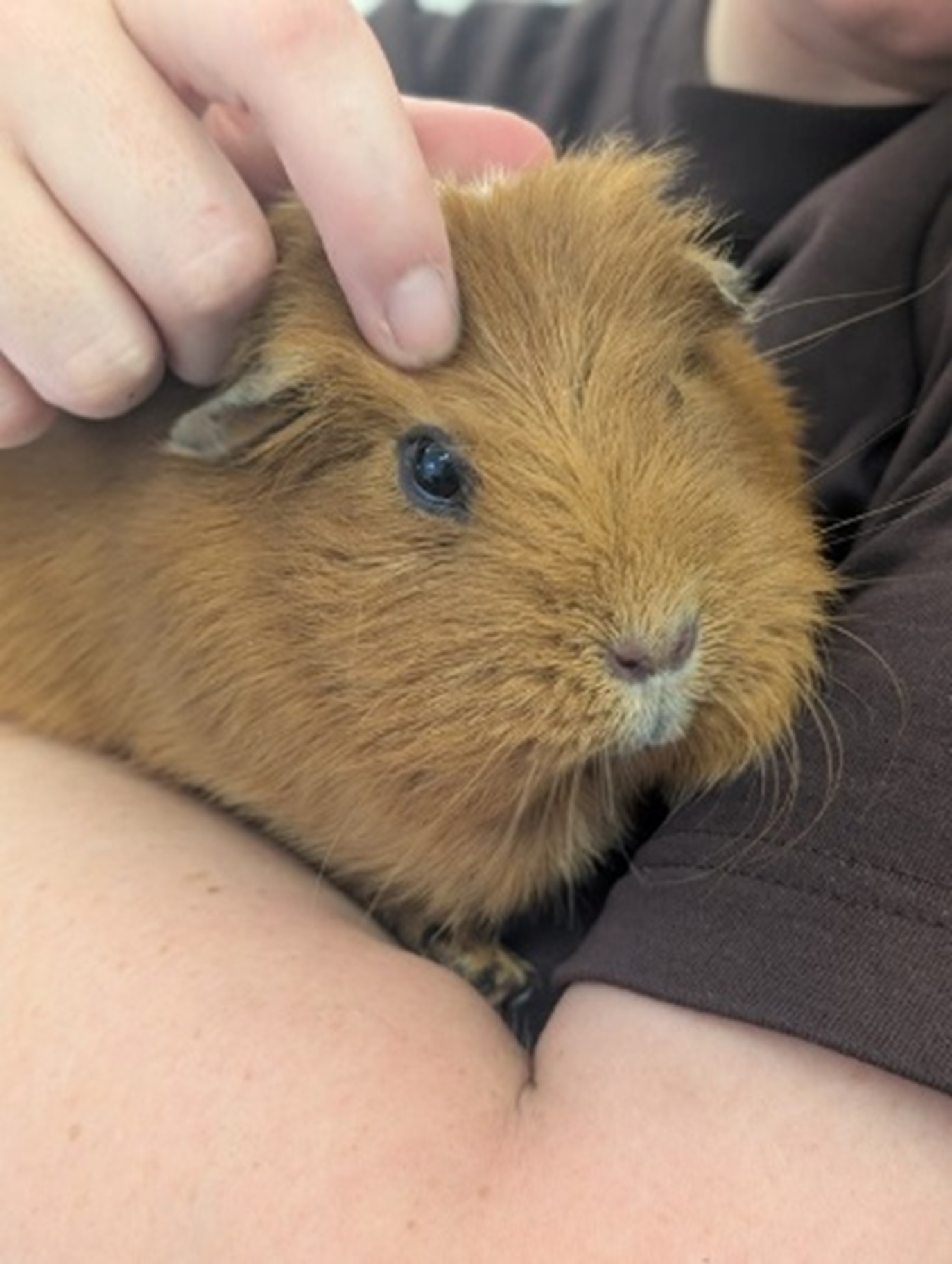 Guinea pig having a cuddle
